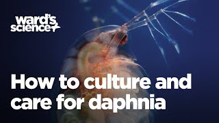 Caring and Culturing for Daphnia [upl. by Ramah340]