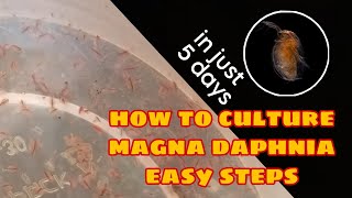 How to Culture Magna Daphnia Easily [upl. by Nilhsa]