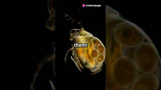 How to culture Daphnia for your Aquarium [upl. by Wiese721]