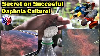 How to Culture Daphnia Successfully [upl. by Anilecram]