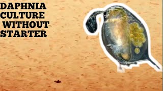 HOW TO CULTURE DAPHNIA NATURALLY WITHOUT A STARTER [upl. by Daniella]