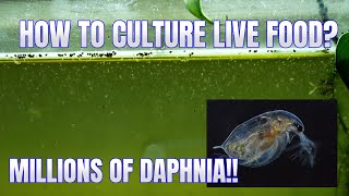 How to Culture Daphnia Secret Method to Breed MILLIONS  Simply Aquatic [upl. by Ayotl]