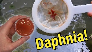 How I Culture Daphnia In Outdoor Tubs [upl. by O'Shee]