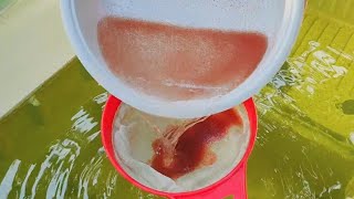 How to culture daphnia  Daphnia culture  How to grow daphnia outdoor [upl. by Shayla]