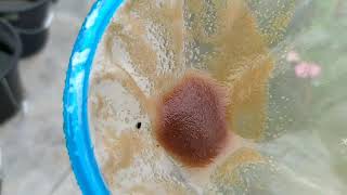 How to culture daphnia moina in a small container Part 1 English Subtitle [upl. by Latimore]