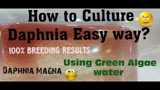 Daphnia MagnaHow to Culture Daphnia Easy wayCulturing Daphnia using Green water Daphnia [upl. by Nalat]