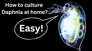 BEST Live Fish Food Beginner guide How to Culture Daphnia at home [upl. by Odragde]