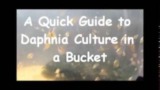 How to culture daphnia outside [upl. by Sielen]