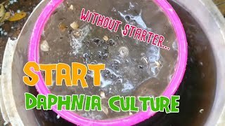 How to culture daphnia moina the easy way 1  Starting the Daphnia culture [upl. by Zacharie]