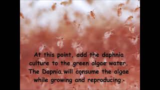 Daphnia  How to grow daphnia in your home [upl. by Eeroc]