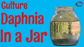 How to Culture Daphnia in a Jar [upl. by Kinny421]