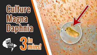 How to culture DAPHNIA MAGNA  The easy way [upl. by Esilana]