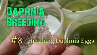 Daphnia Culture made simple and easy 3  Hatching Daphnia eggs [upl. by Noral]