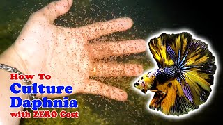 How to Culture Daphnia with ZERO Cost  Unlimited Live Food For Our Fish [upl. by Bez]