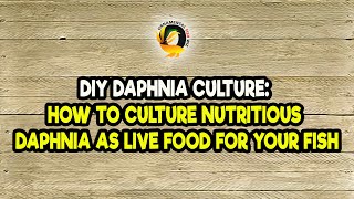 DIY Daphnia Culture How to Culture Nutritious Daphnia as Live Food for Your Fish [upl. by Adai880]