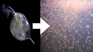 How I Culture Daphnia [upl. by Carita]