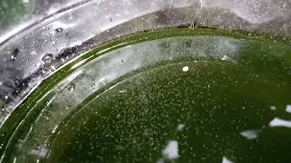 DAPHNIA MOINA CULTURE IN A SMALL BUCKET [upl. by Eseilana]