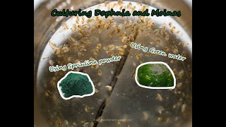 How To Culture Daphnia and Moinas using Green Water Spirulina powder [upl. by Mitchael660]