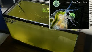 Raising Daphnia for the Freshwater Aquarium [upl. by Conroy]