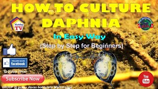 HOW TO CULTURE DAPHNIA In Easy Way [upl. by Catriona474]